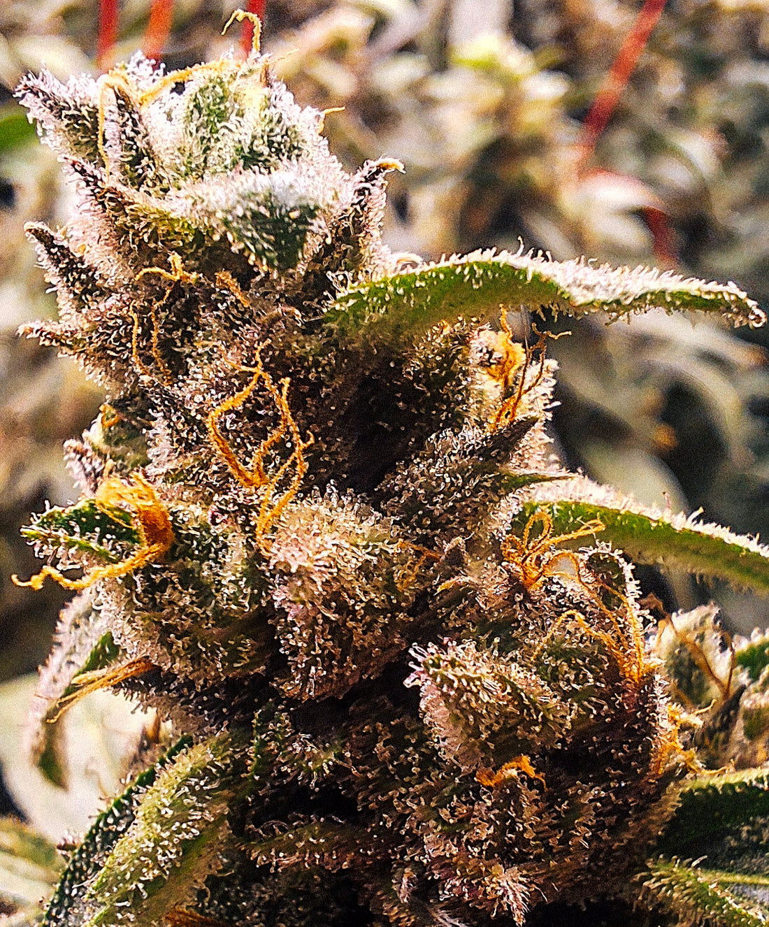 Close-up of an Auto Power #1 hemp flower