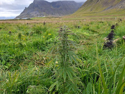 High Latitude Hemp outdoor research trial in Iceland’s Westfjords, with mountains behind the hemp plants