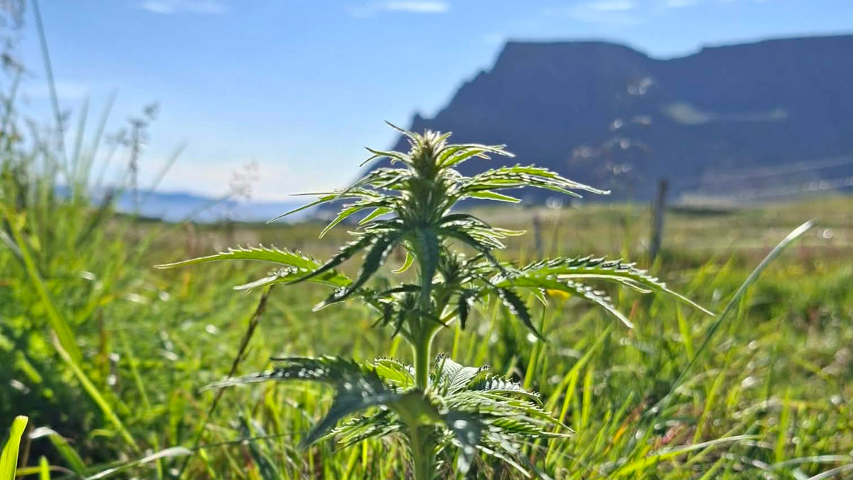 High Latitude Hemp - image from our store collection